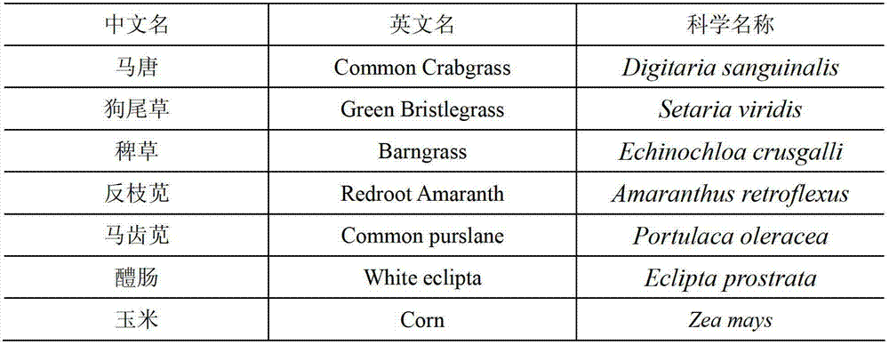 Corn field weedicide composition