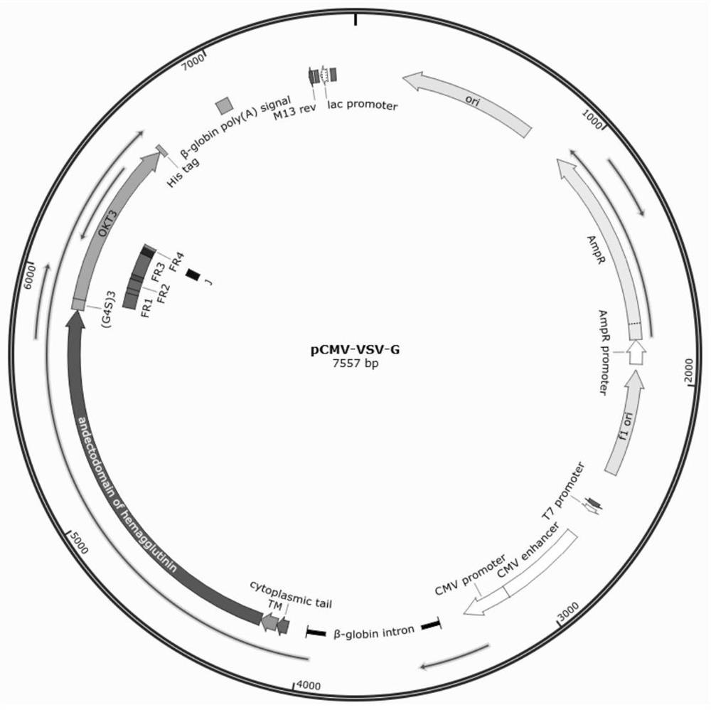 Construction of CD3 specific lentivirus and application thereof