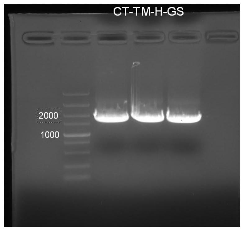 Construction of CD3 specific lentivirus and application thereof