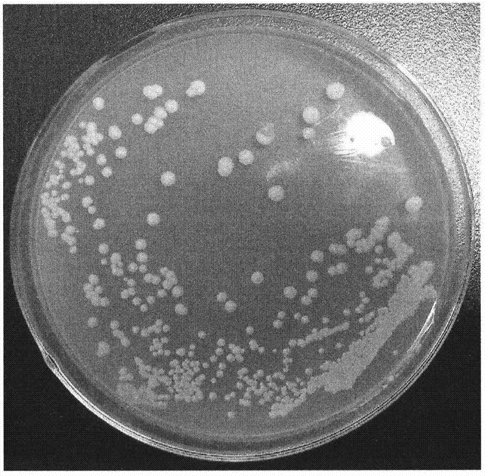 Construction of engineering bacterium for expressing alpha-amylase and application of engineering bacterium in animal feed