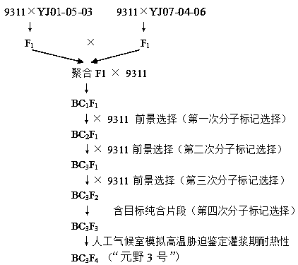 A molecule breeding method for improving heat resistance of rice heading and flowering stage and filling stage by utilizing single-segment substitution line polymerization