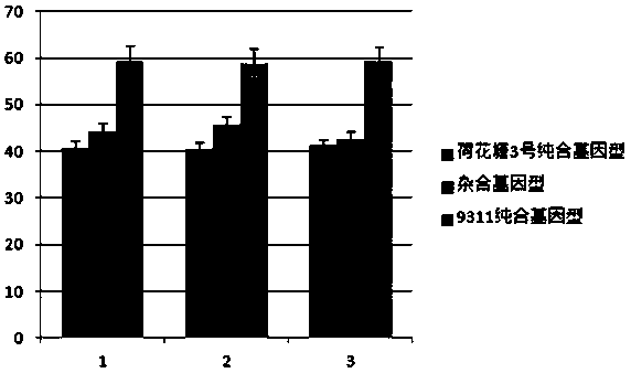 A molecule breeding method for improving heat resistance of rice heading and flowering stage and filling stage by utilizing single-segment substitution line polymerization