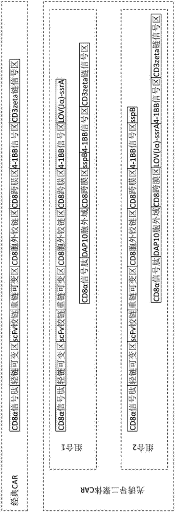 Photo-induced dimer type chimeric antigen receptor