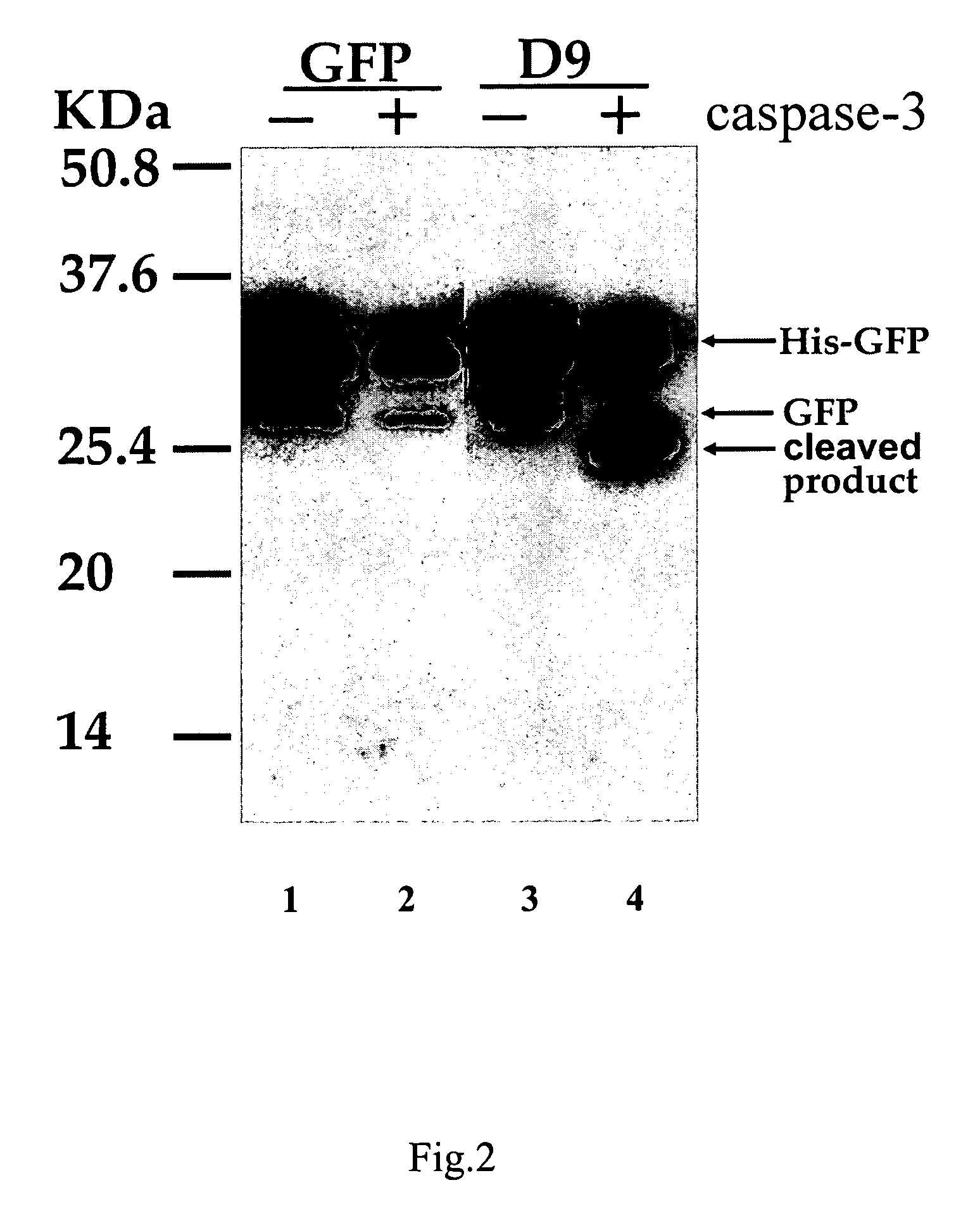 Modified fluorescent proteins for detecting protease activity
