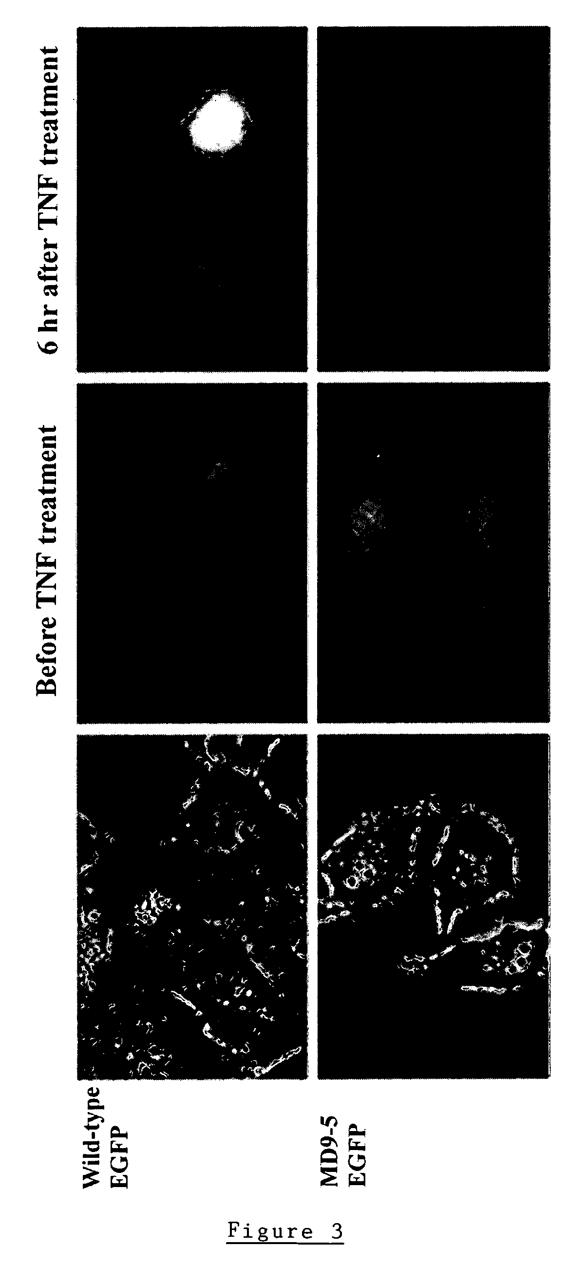 Modified fluorescent proteins for detecting protease activity
