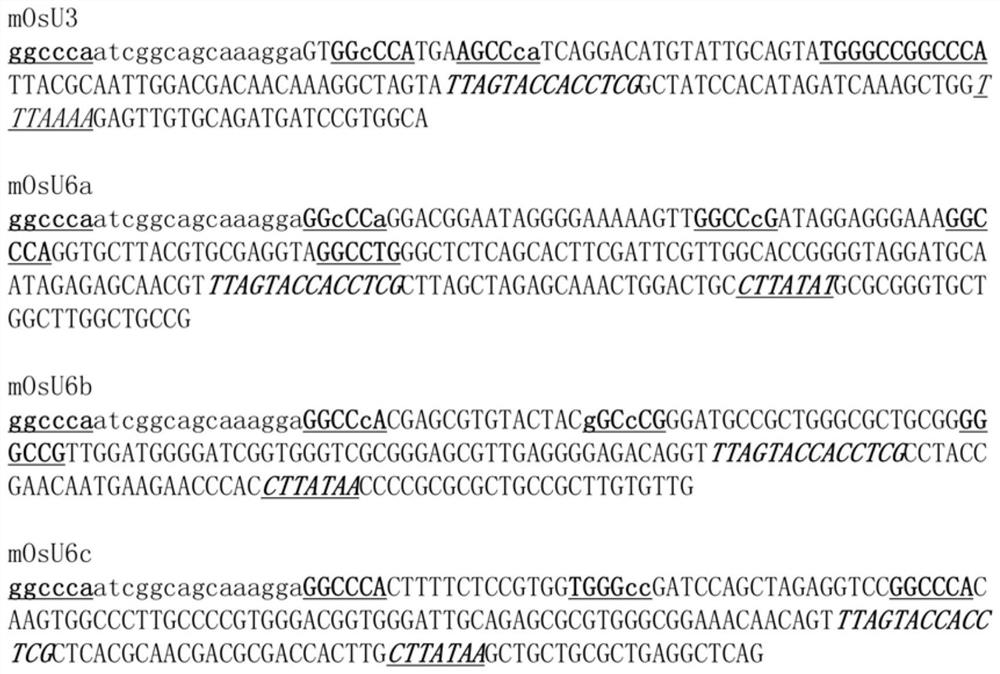 A short small small nuclear RNA promoter and its construction method and application in genome editing