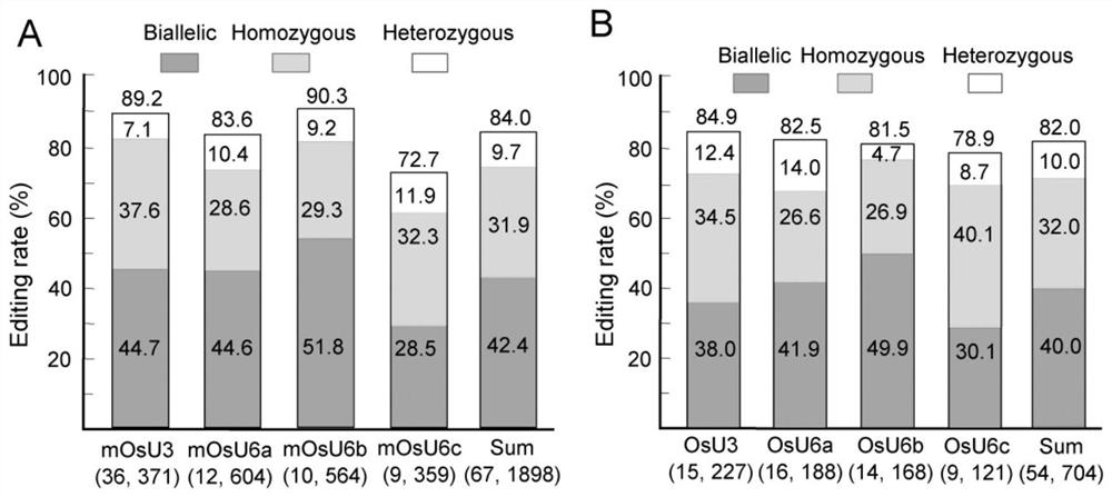 A short small small nuclear RNA promoter and its construction method and application in genome editing