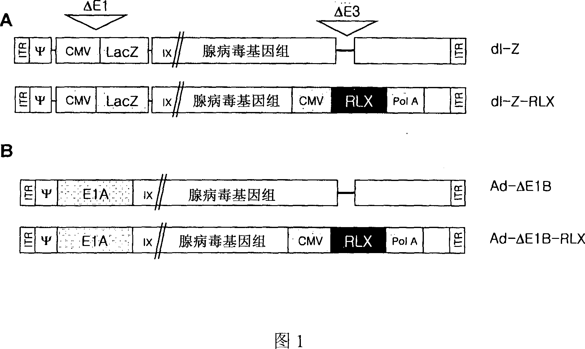 Gene delivery system containing relaxin gene and pharmaceutical composition using relaxin