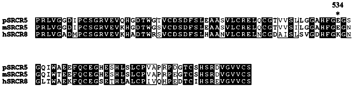 CD163 mutant and application thereof