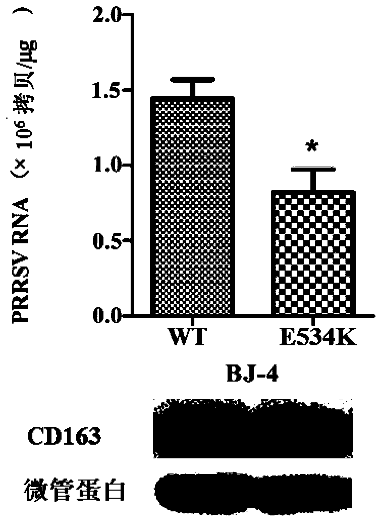 CD163 mutant and application thereof