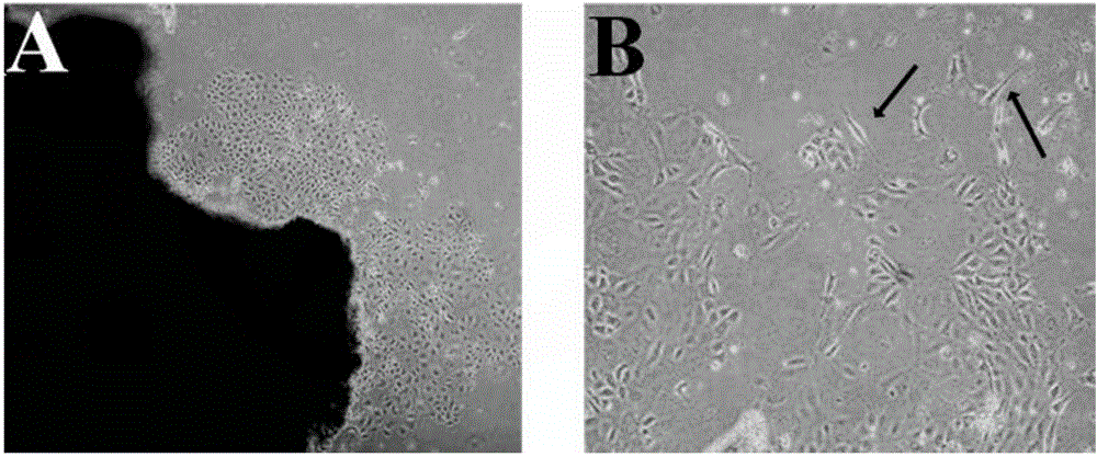 Immortalized goat small intestine epithelial cell line and establishment method thereof