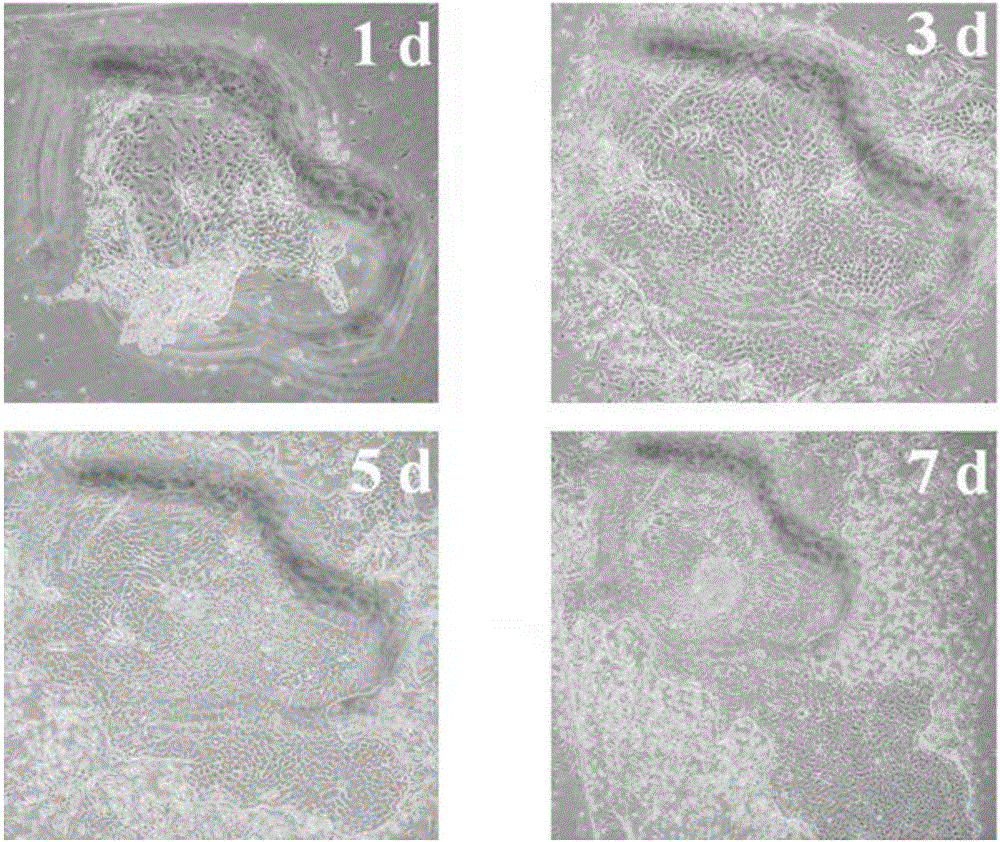 Immortalized goat small intestine epithelial cell line and establishment method thereof