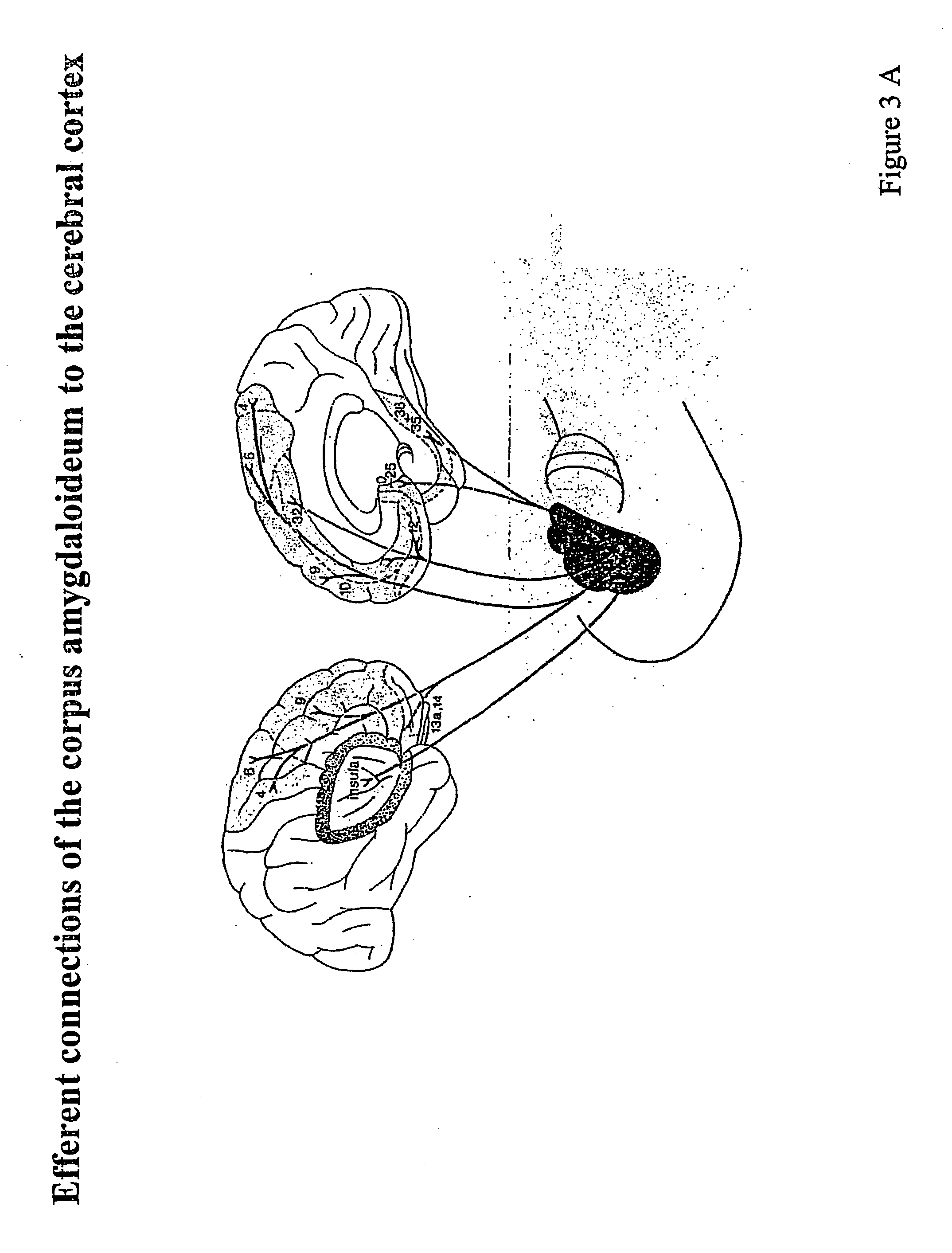 Methods of administering vectors to synaptically connected neurons
