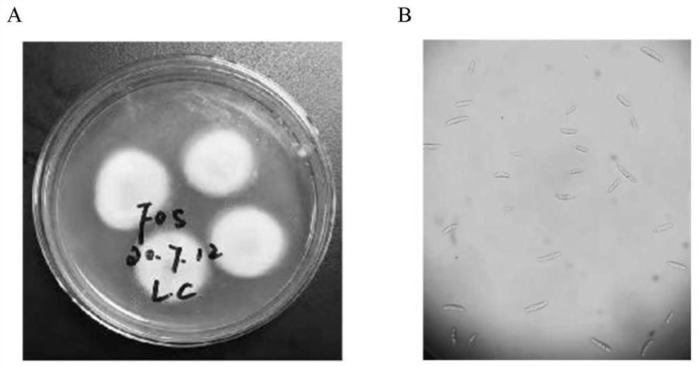 Microdroplet type digital PCR (Polymerase Chain Reaction) kit for detecting fusarium solani