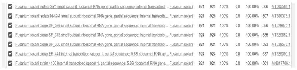 Microdroplet type digital PCR (Polymerase Chain Reaction) kit for detecting fusarium solani