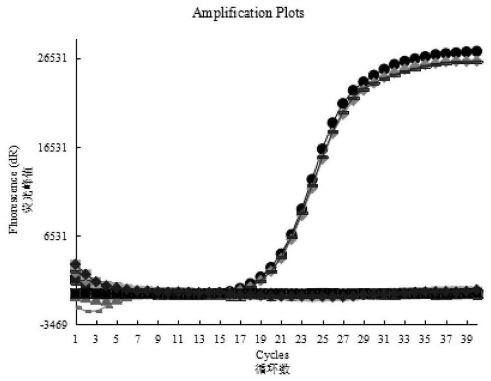 Microdroplet type digital PCR (Polymerase Chain Reaction) kit for detecting fusarium solani