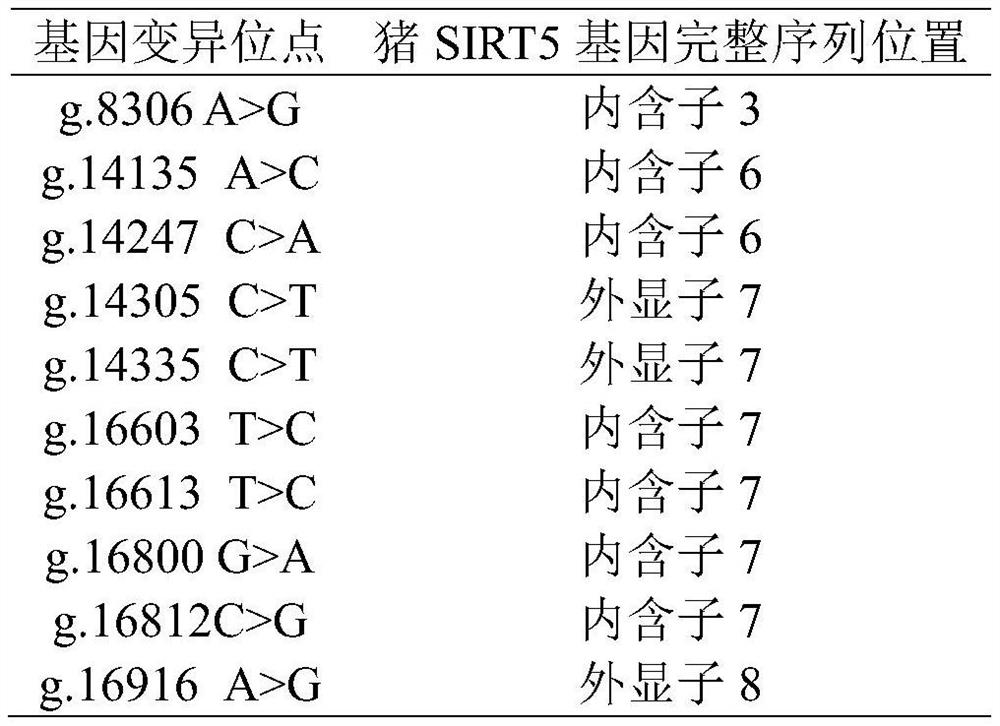 Gene variation site for regulating and controlling carcass indexes of Guizhou Xiang pigs and application of gene variation site