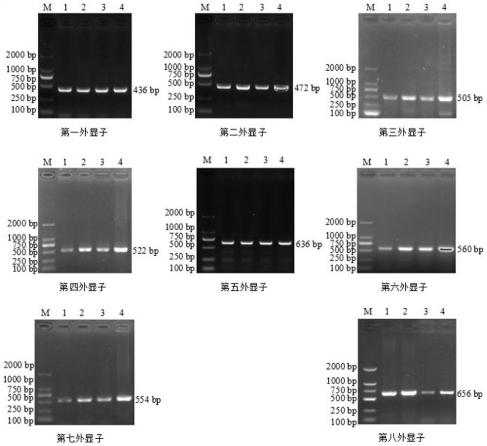 Gene variation site for regulating and controlling carcass indexes of Guizhou Xiang pigs and application of gene variation site