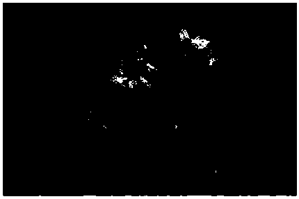 Anti-freezing composition and anti-freezing injection for rosaceous plants, preparation method of anti-freezing injection and anti-freezing transfusion drug