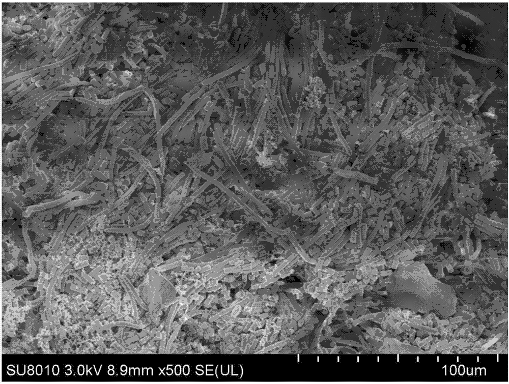 Biological preparing method of key chiral intermediate of levonorgestrel