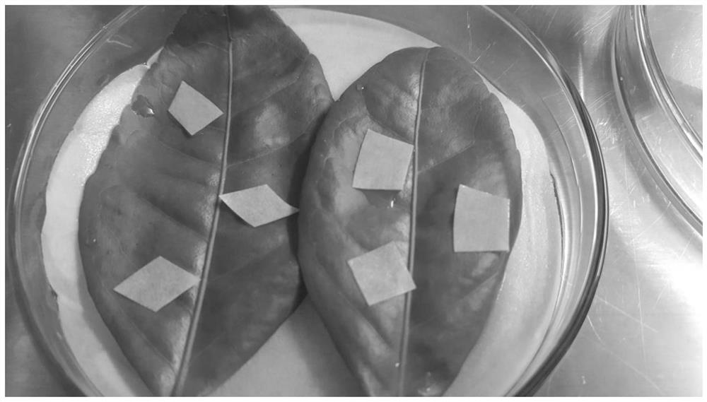 A rapid method for evaluating the efficacy of citrus canker agents