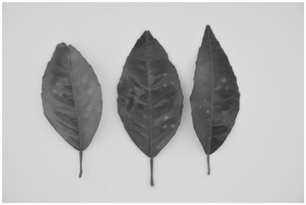 A rapid method for evaluating the efficacy of citrus canker agents