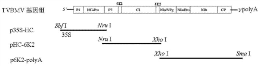 A kind of potato y virus gene fragment for efficiently producing siRNA, attenuated vaccine, preparation method and application thereof