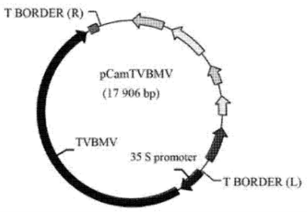 A kind of potato y virus gene fragment for efficiently producing siRNA, attenuated vaccine, preparation method and application thereof