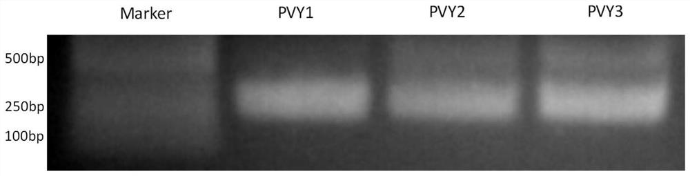 A kind of potato y virus gene fragment for efficiently producing siRNA, attenuated vaccine, preparation method and application thereof