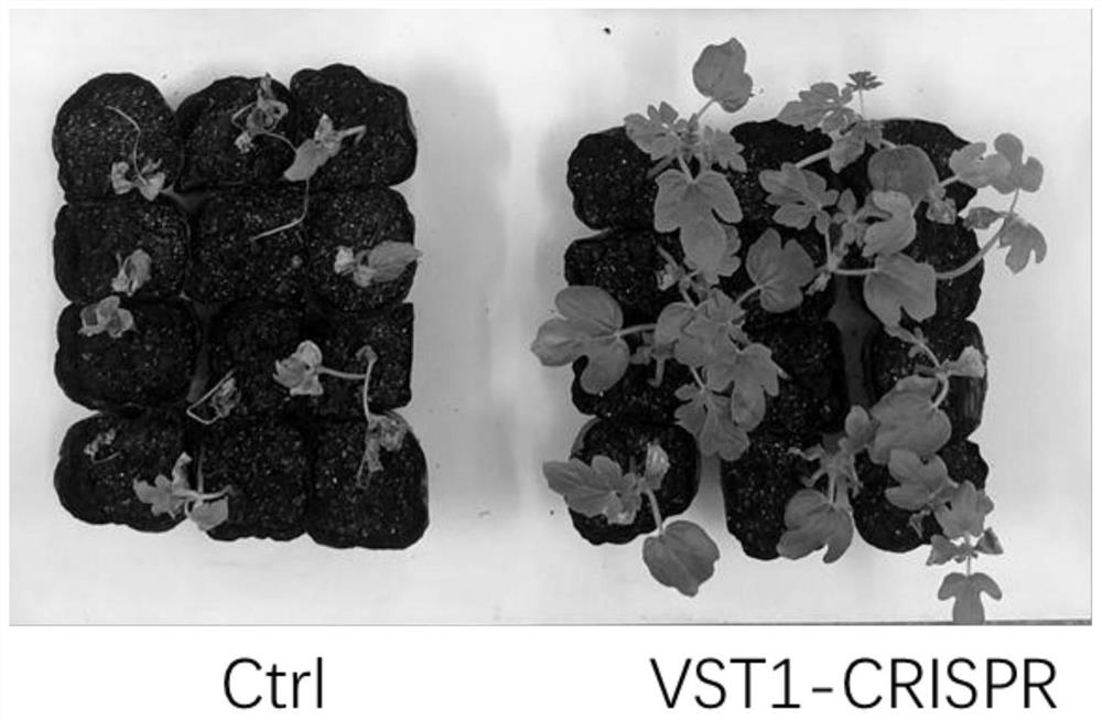 Novel watermelon sugar transporter as well as coding gene ClVST1 and application thereof