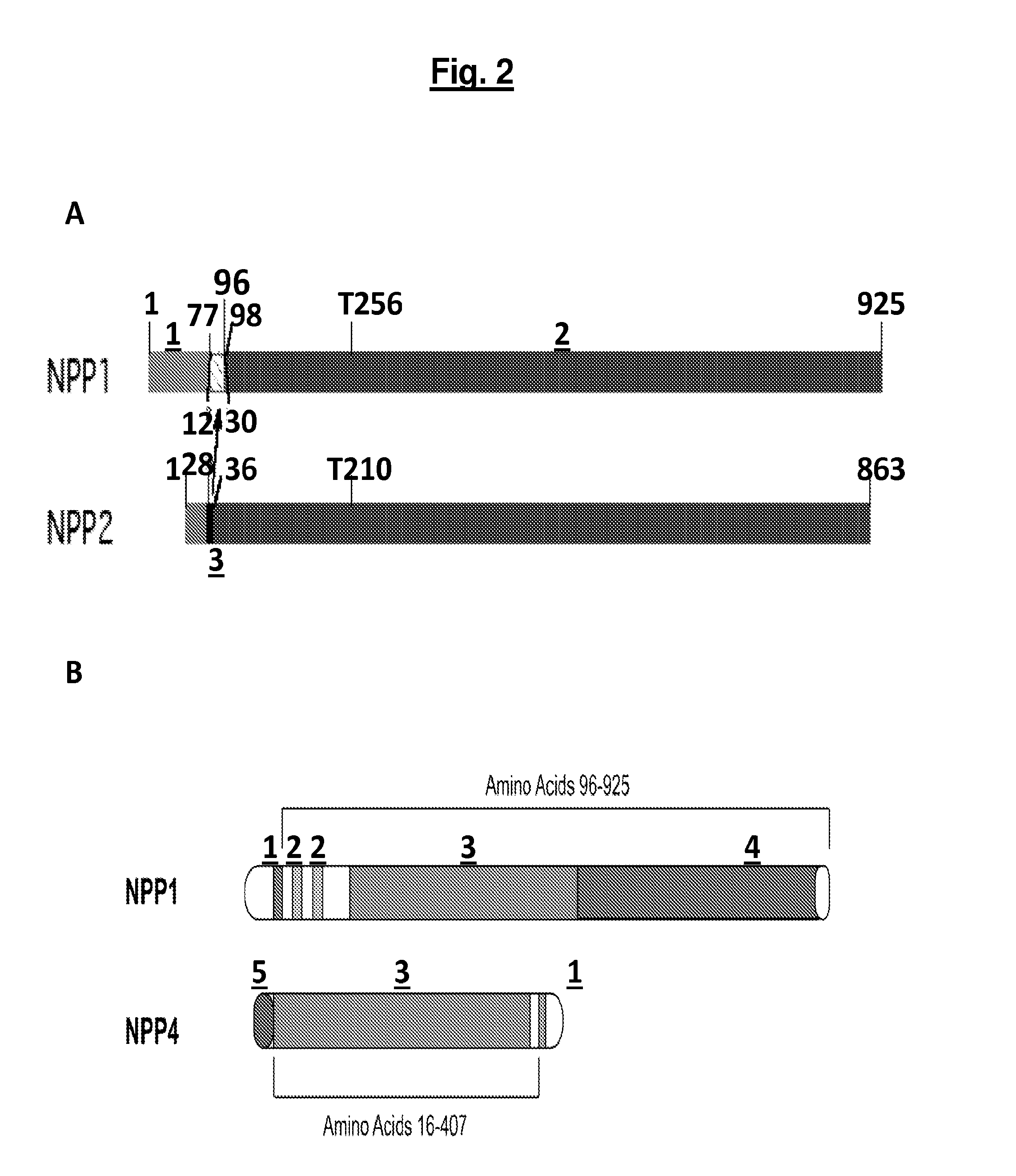 Compositions and methods for treating pathological calcification and ossification