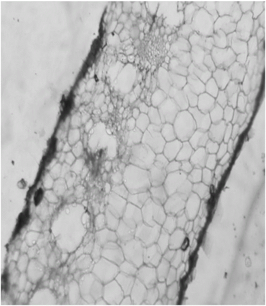 Specimen making method for observing anatomic structure of lamina of tillandsia