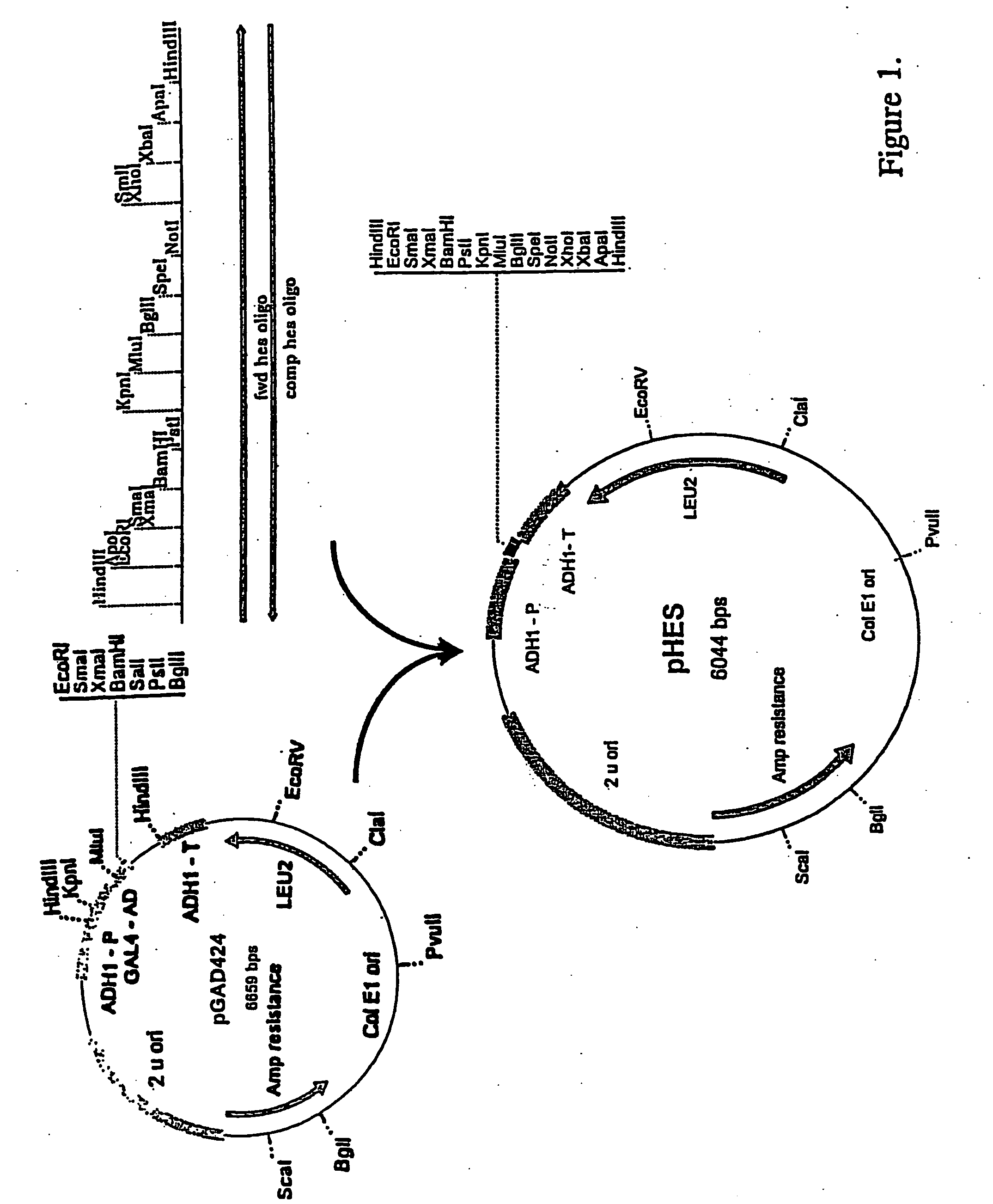 Methods and materials for the synthesis of organic products