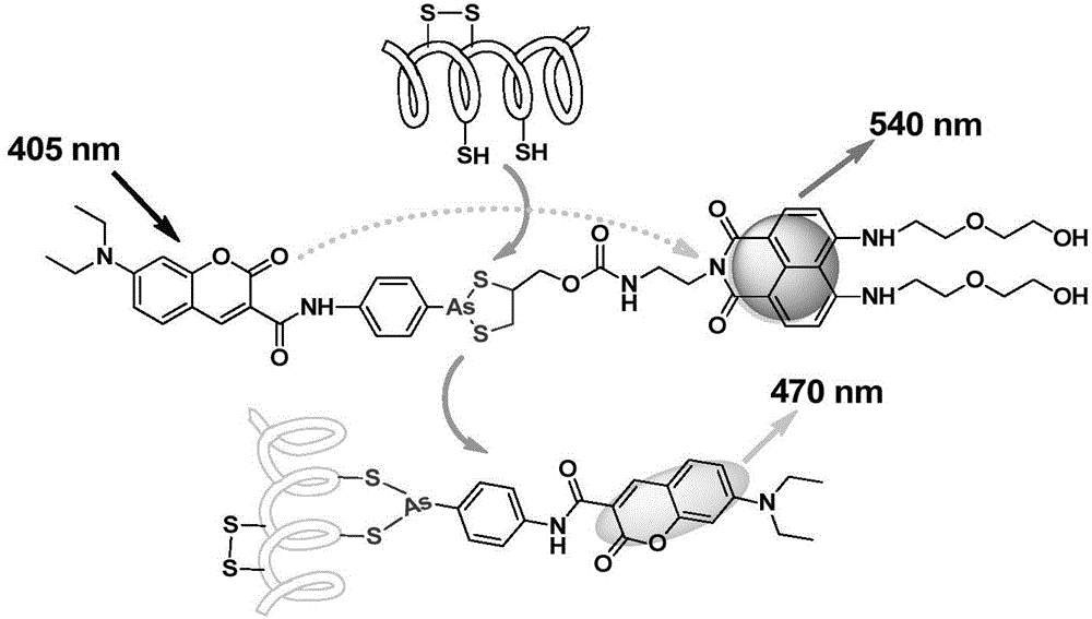 High-selectivity ratio-type fluorescent probe and application thereof