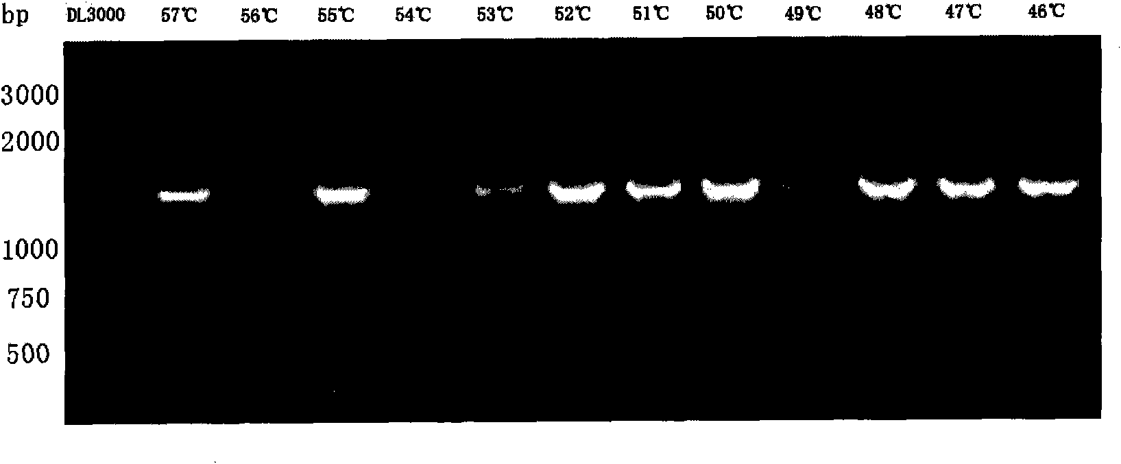 Detection method of infectious spleen and kidney necrosis virus Nest-PCR and kit thereof