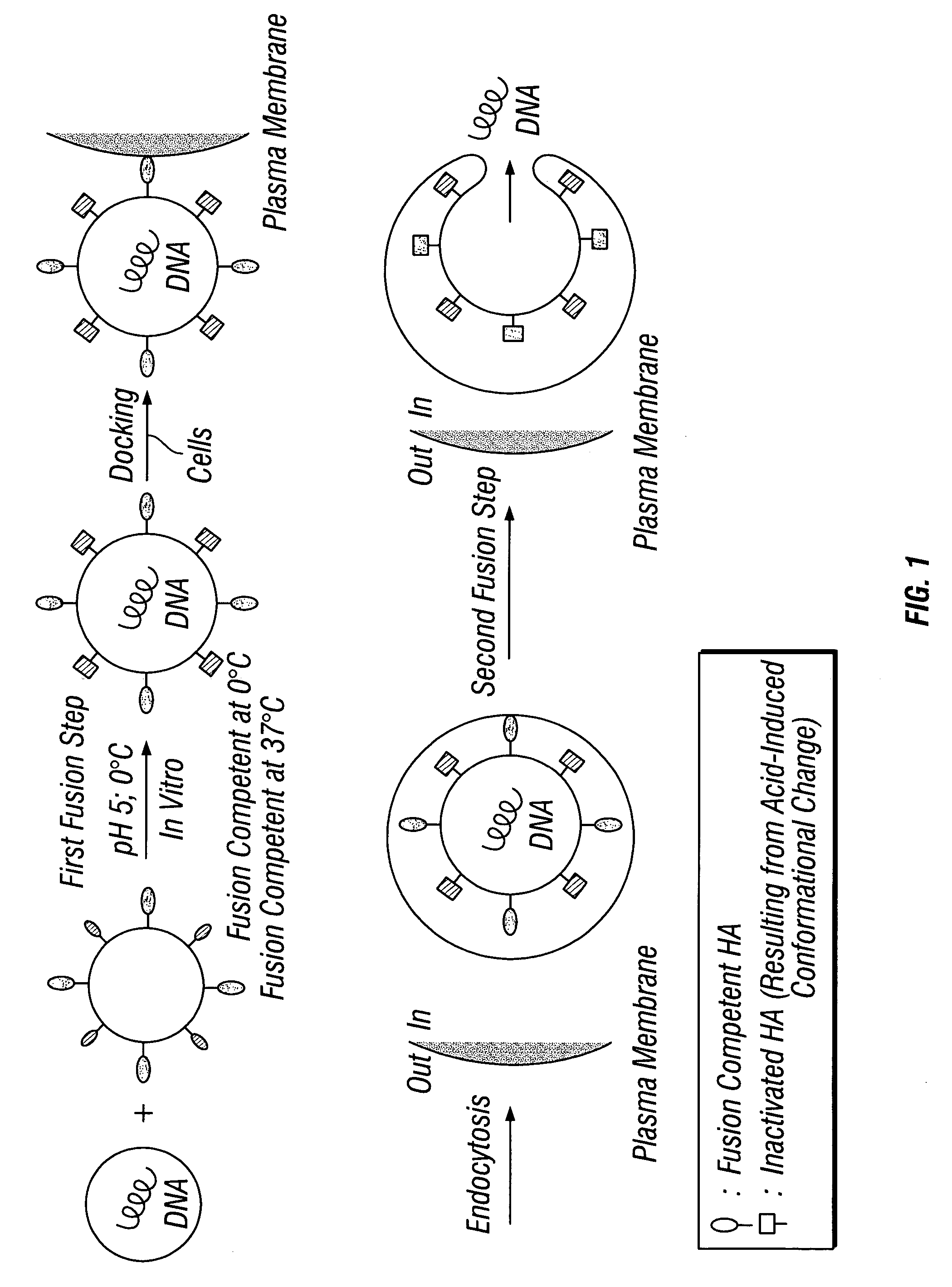 High-efficiency fusogenic vesicles, methods of producing them, and pharmaceutical compositions containing them