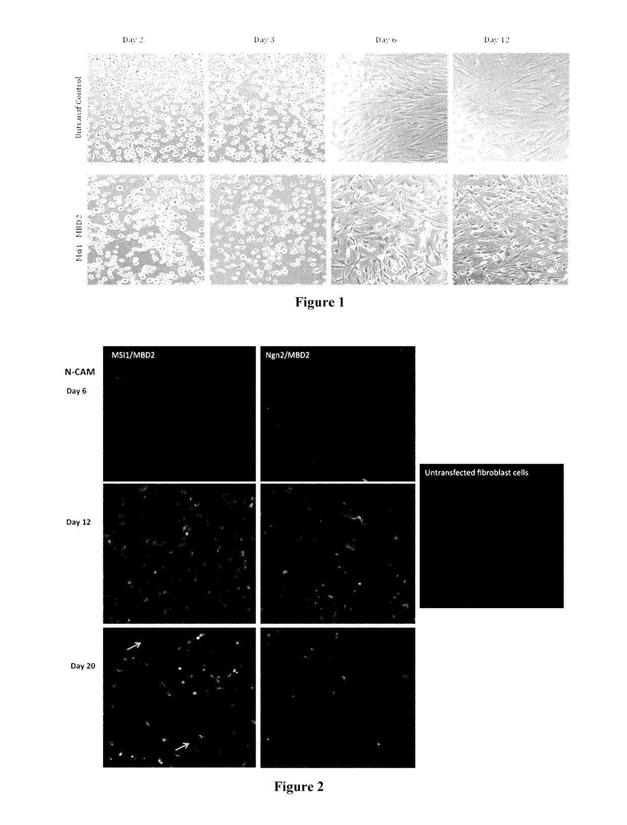 Methods for reprogramming cells and uses thereof