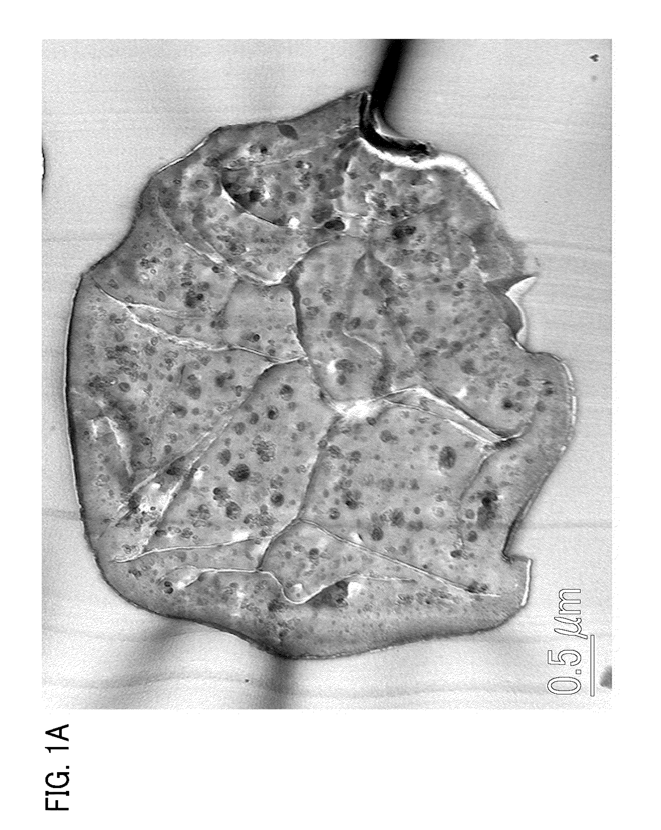 Toner, method of manufacturing toner, image forming method, and image forming apparatus