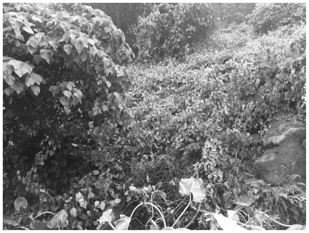 A kind of comprehensive prevention and control method of native harmful vines
