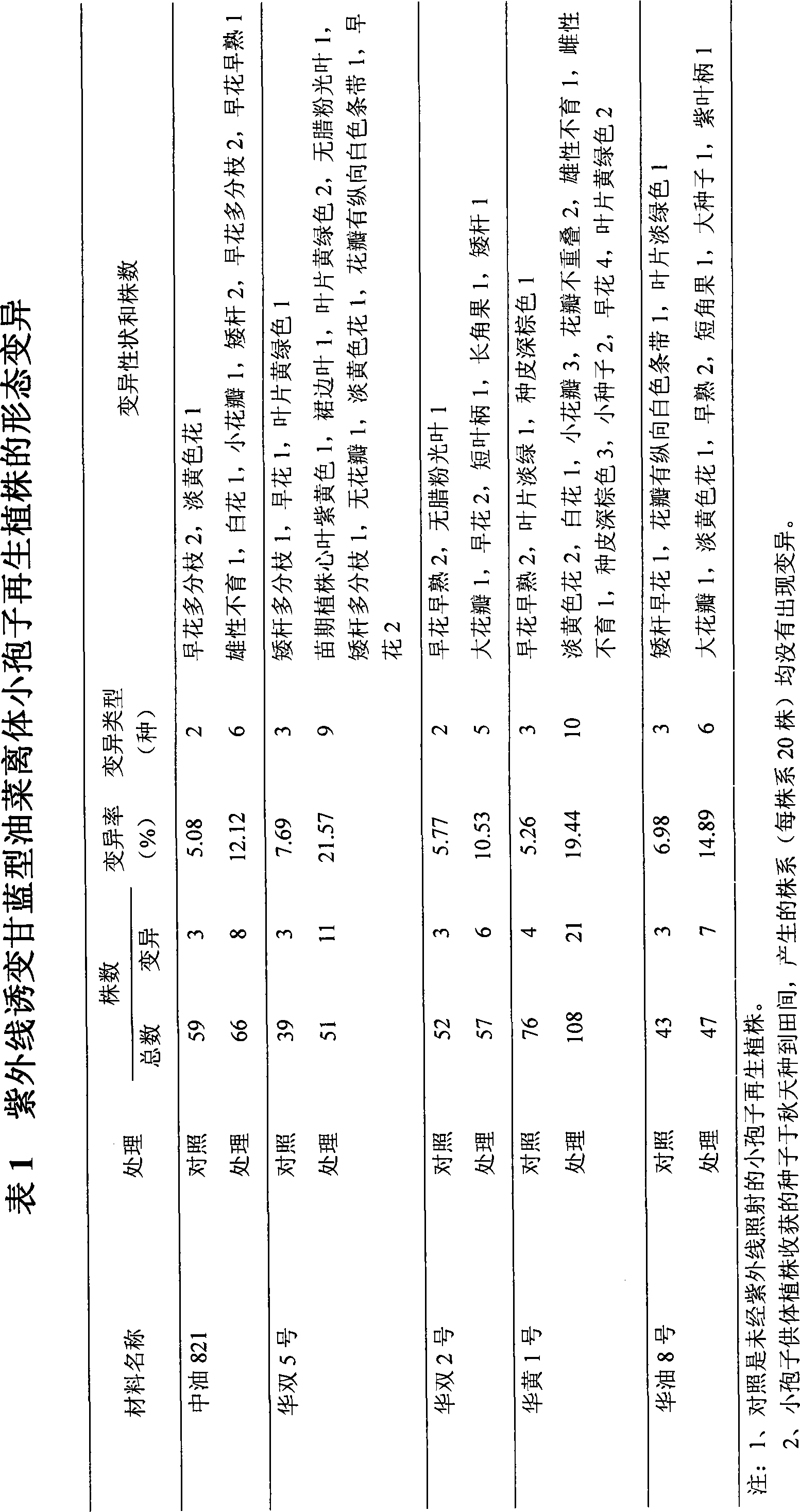 Method for inducing wild cabbage type cole in vitro microspores and screening mutant using ultraviolet