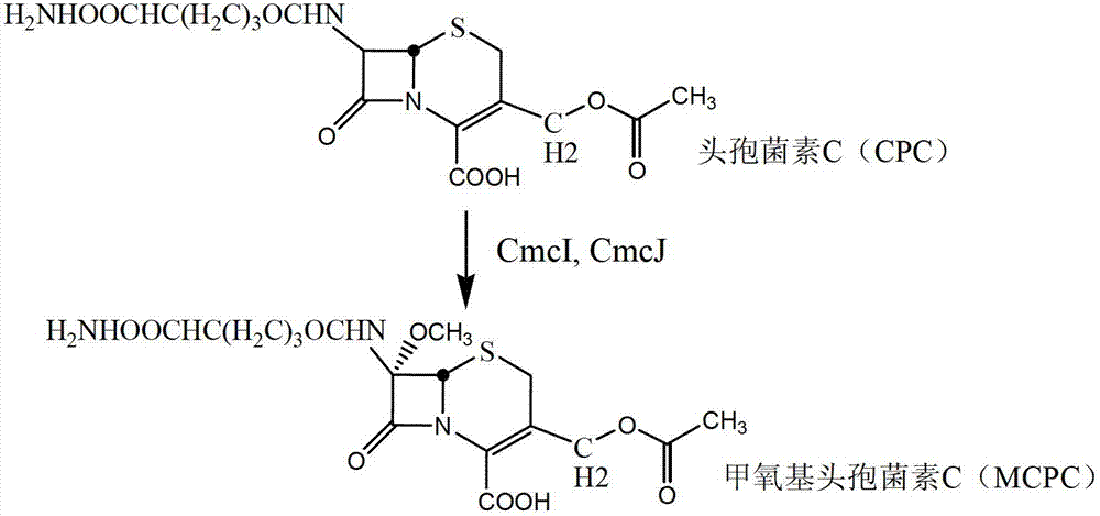 A kind of genetically engineered bacteria for transforming cephalosporin c and its preparation method