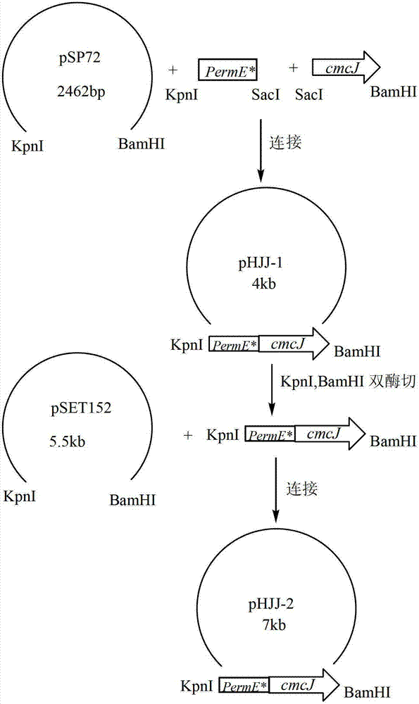 A kind of genetically engineered bacteria for transforming cephalosporin c and its preparation method