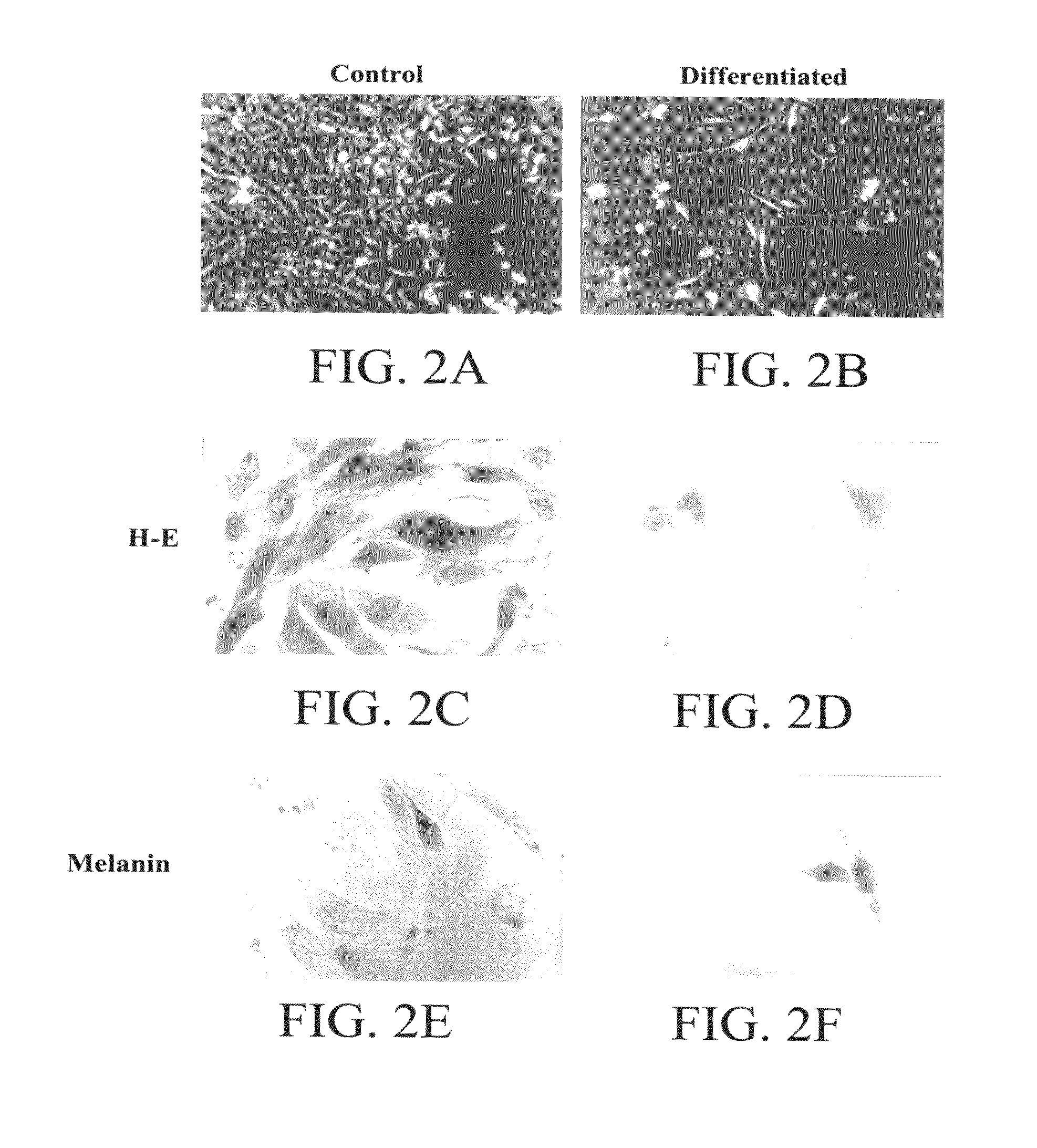 Proliferated cell lines and uses thereof
