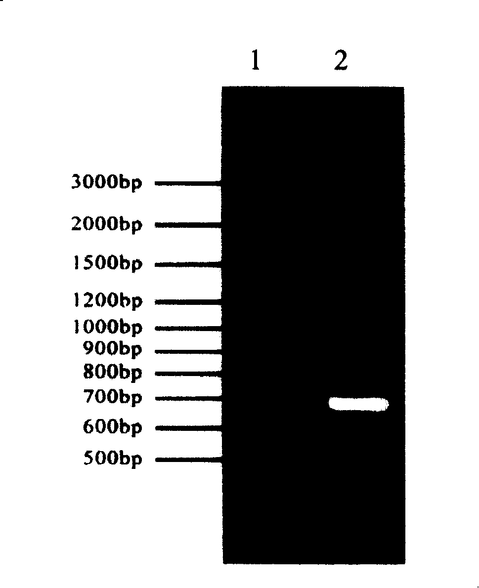 Gene of encoded photosensitive chromoprotein for preventing and controlling crop disease