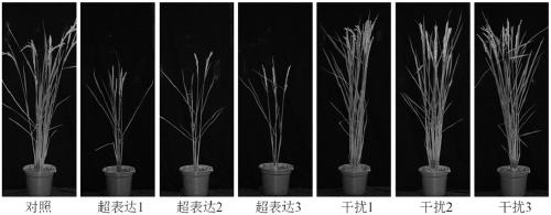 Application of amino acid transport gene osaap3 in rice breeding