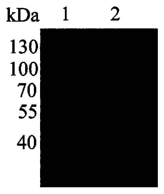 High glucose resistance beta-glucosidase-CBD fusion enzyme, and expression gene and application thereof