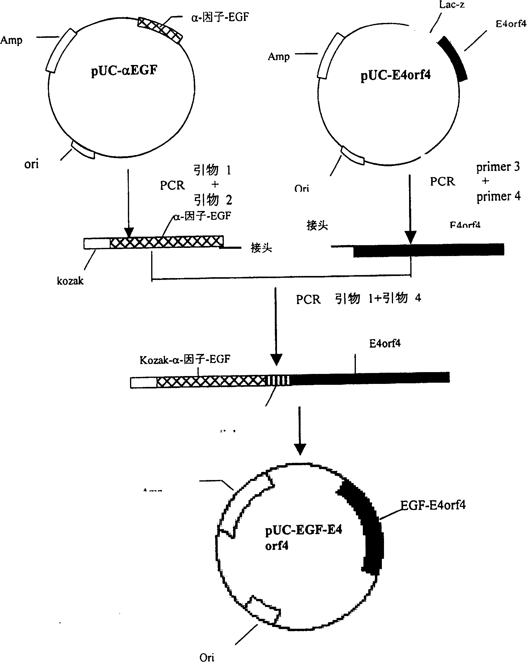 Targeted anti-tumour fused protein containing adenovirus E40rf4 protein