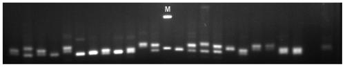 A method for cultivating large yellow croaker fry and the screening molecular markers used therefor