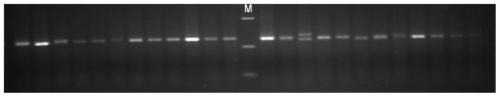 A method for cultivating large yellow croaker fry and the screening molecular markers used therefor