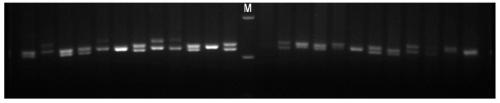 A method for cultivating large yellow croaker fry and the screening molecular markers used therefor